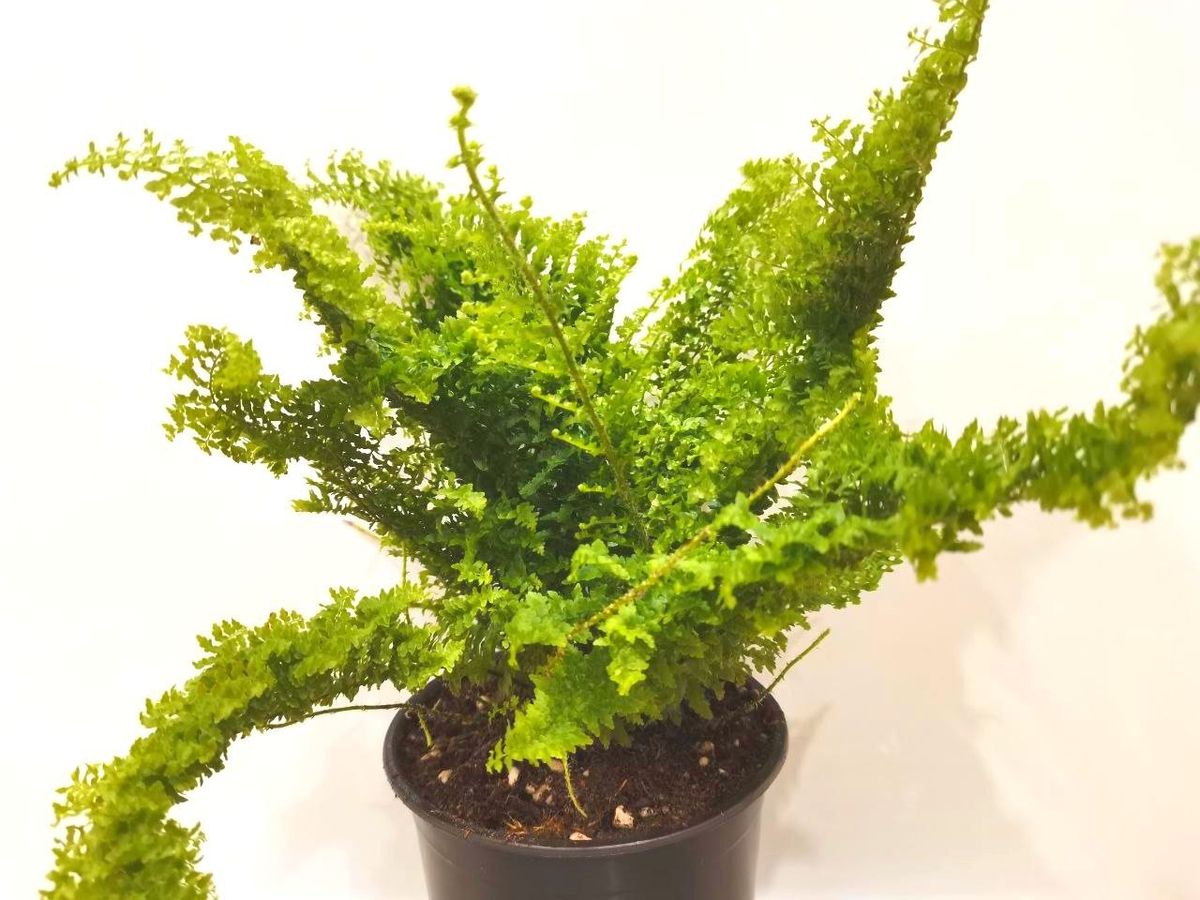 Мой юный нефролепис