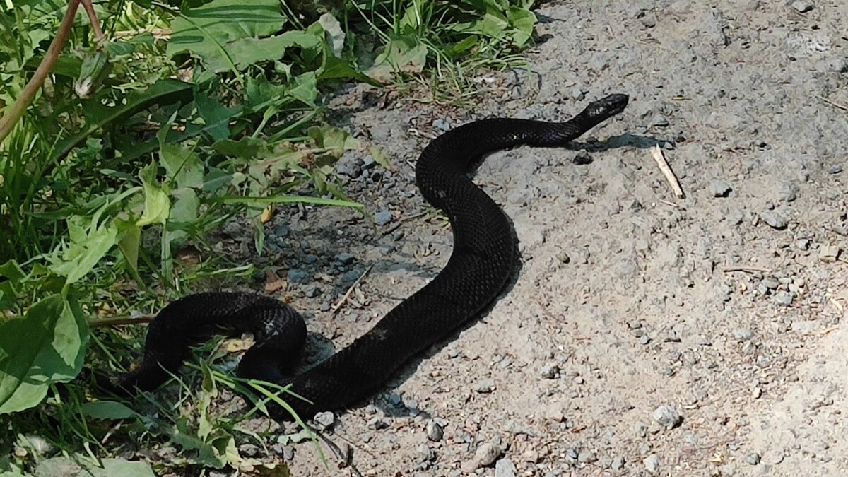     Автор: Avsolov/cc by sa 4.0/wikimedia.org