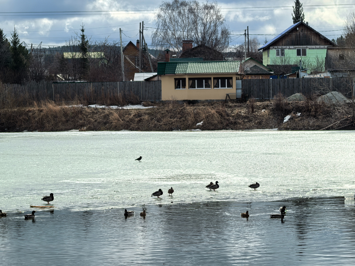 Уточки уже плавают и отдыхают на льду