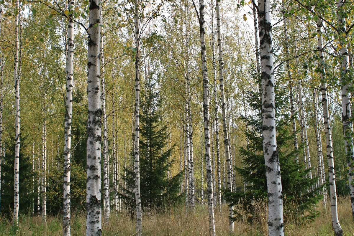 Молодые ели под пологом берёз. Через несколько десятков лет здесь будет ельник, а берёзы погибнут.