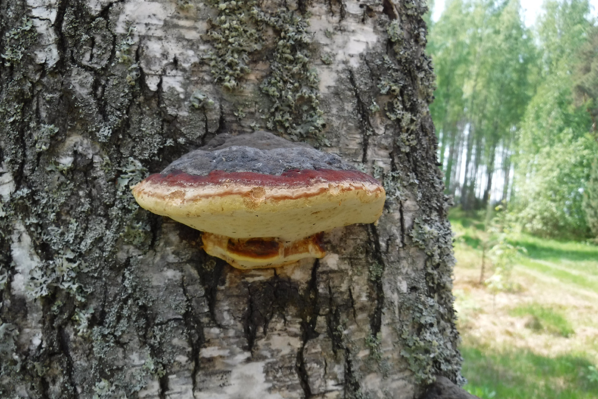 Гриб-трутовик. Фото автора.