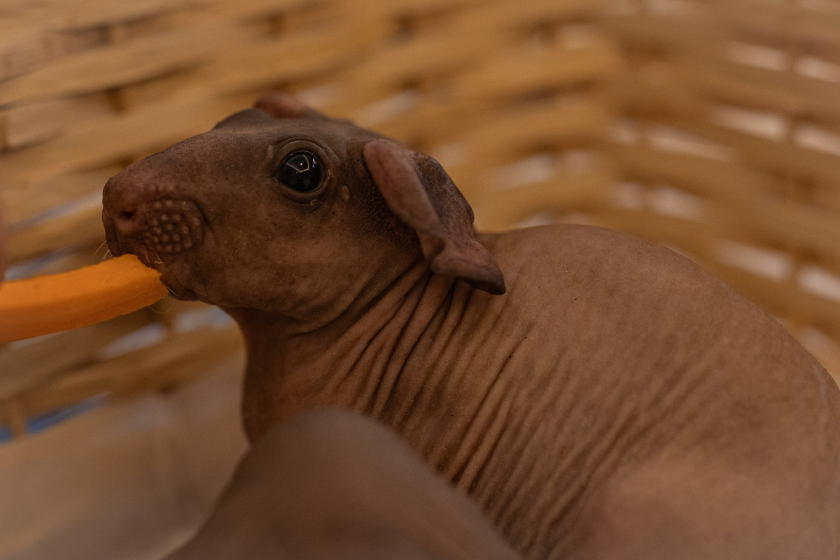 Дооби так сильно любит морковку, но даже она не забывает вовремя пить водичку