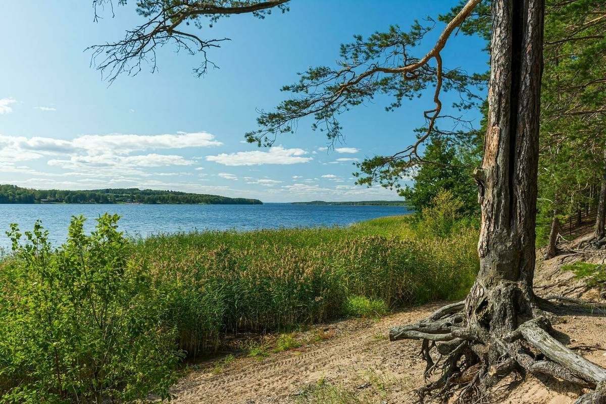 Здесь хорошо ловится рыба, многие приезжают сюда на моторных лодках. Фото: Яндекс Карты