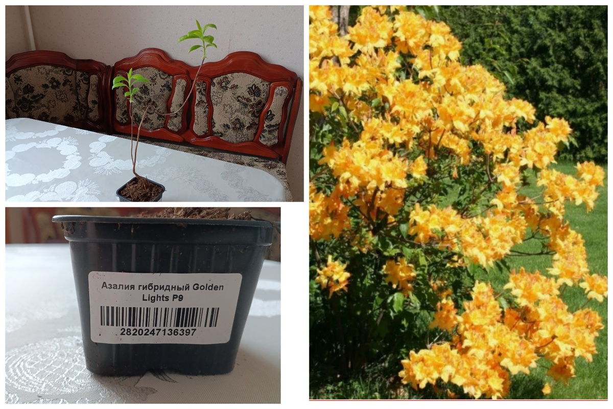 Рододендрон листопадный Голден Лайтс (Rhododendron prinophyllum Golden Lights)