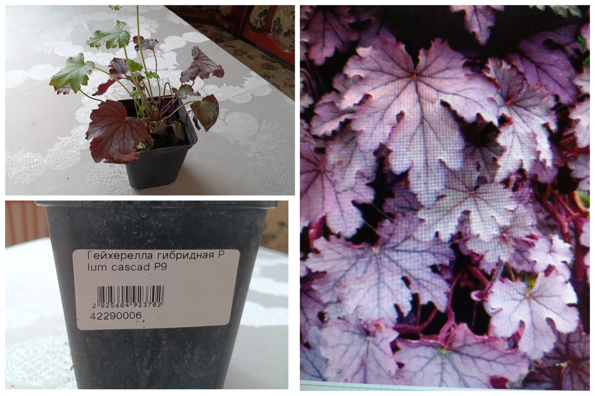 Гейхерелла Плам Каскад (Heucherella hybrida Plum Cascad)