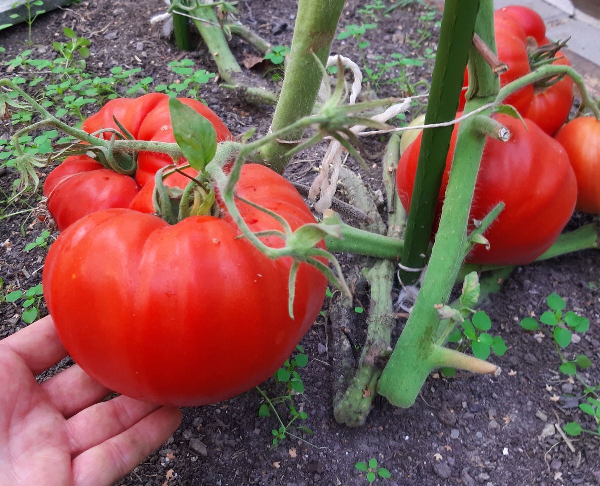 Фото автора.