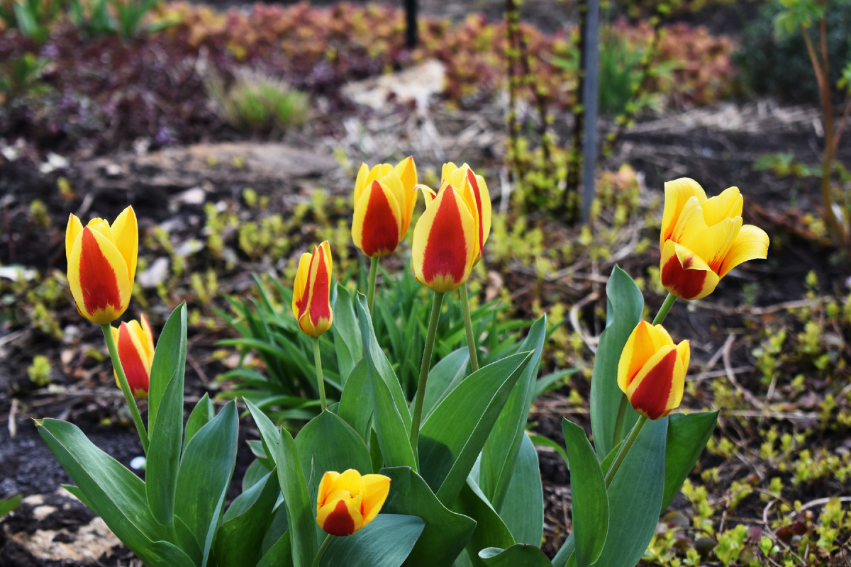 Тюльпан 'Stresa'