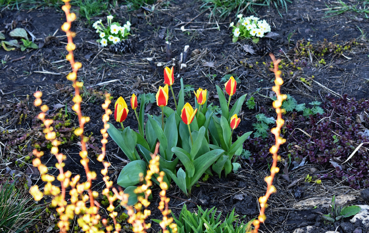 Вепереди ветки барбариса, средний план тюльпан 'Stresa', сзади примула обыкновенная