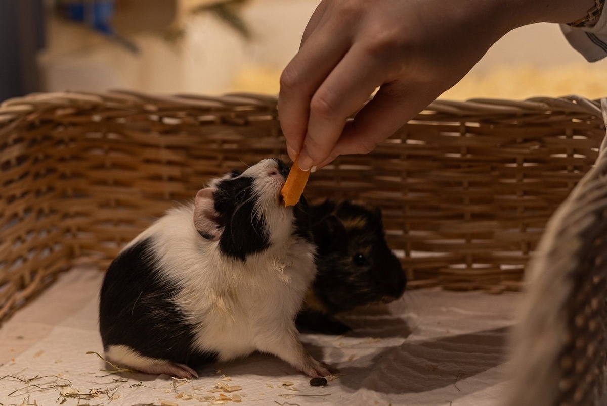 Металика и Бамблби помогут нам сегодня разобраться с языком их тела