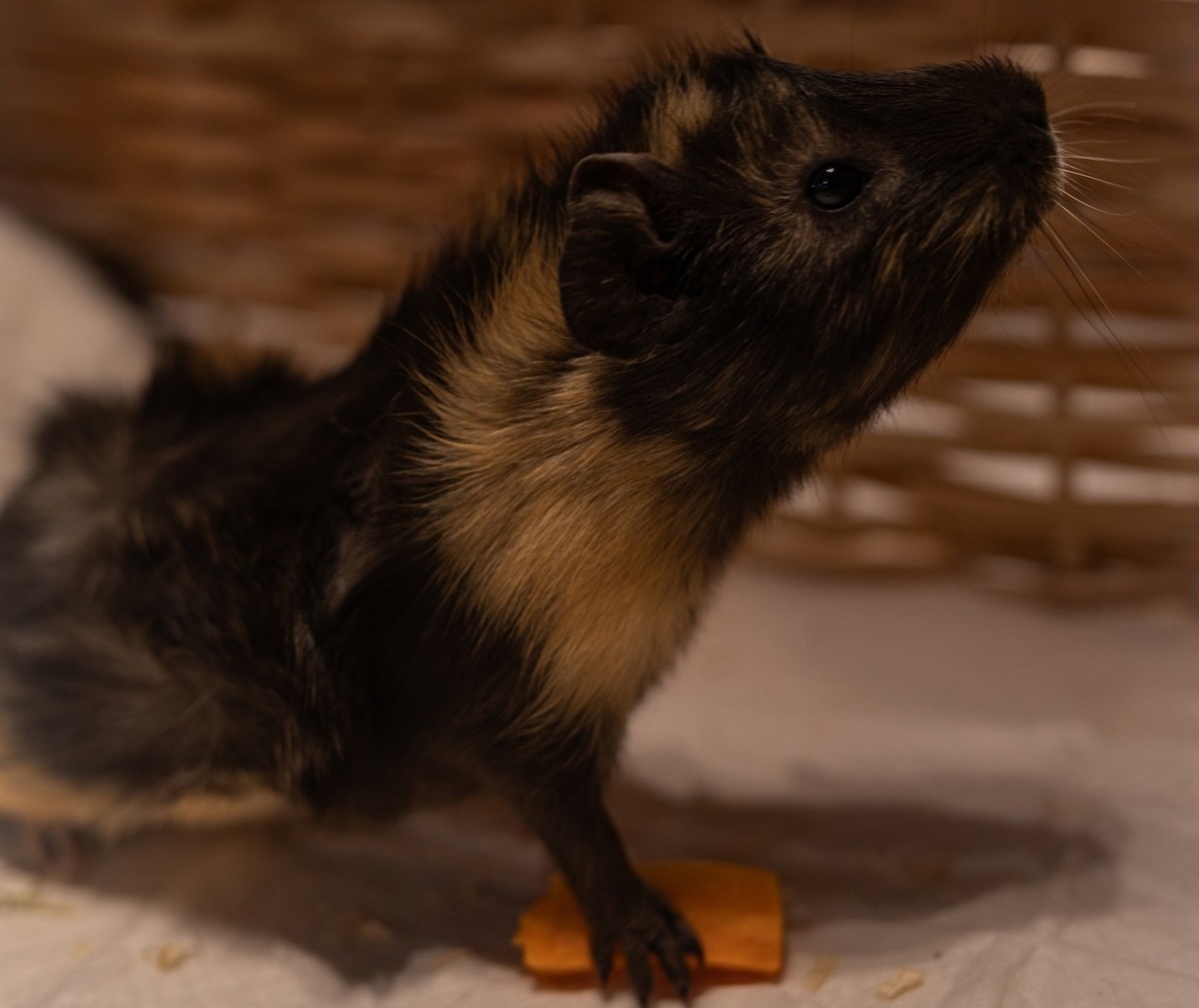 Бамблби легко понять: она сейчас только и хочет, что съесть свою морковочку