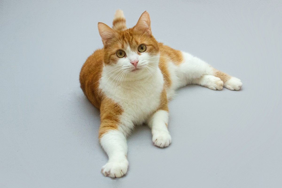 Подопечная Фонда - Манюня. Она ищет дом!