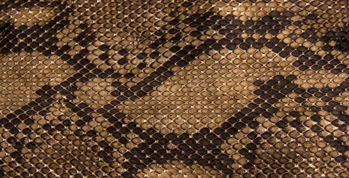    Рисунок на змеиной коже зависит от дермы. Источник изображения: wallpapercave.com
