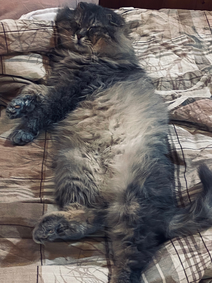 Как хорошо валяться в кроватке рядом с Главкотом! Везде фото автора