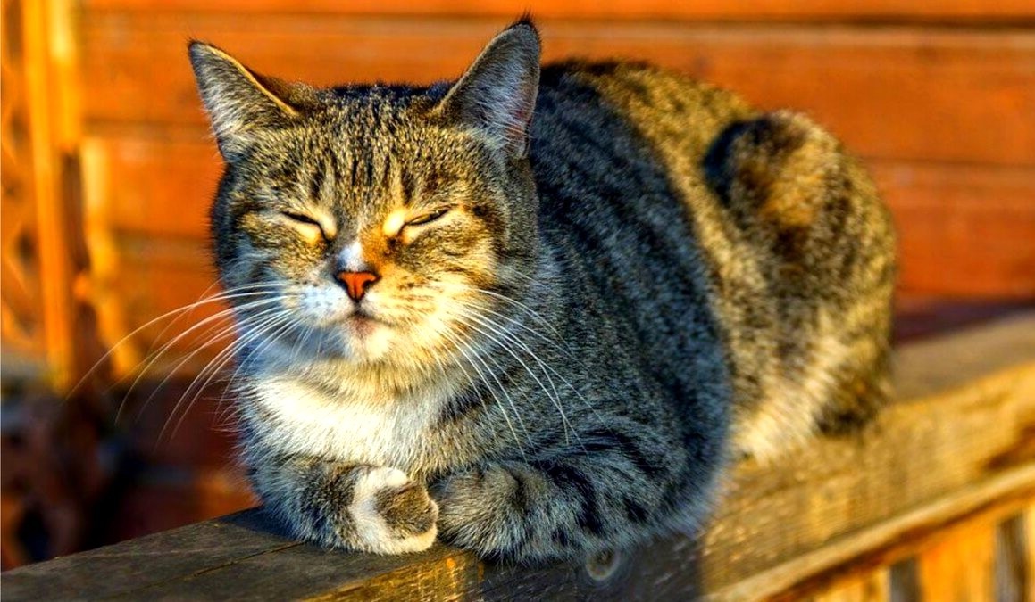 Из свободных источников