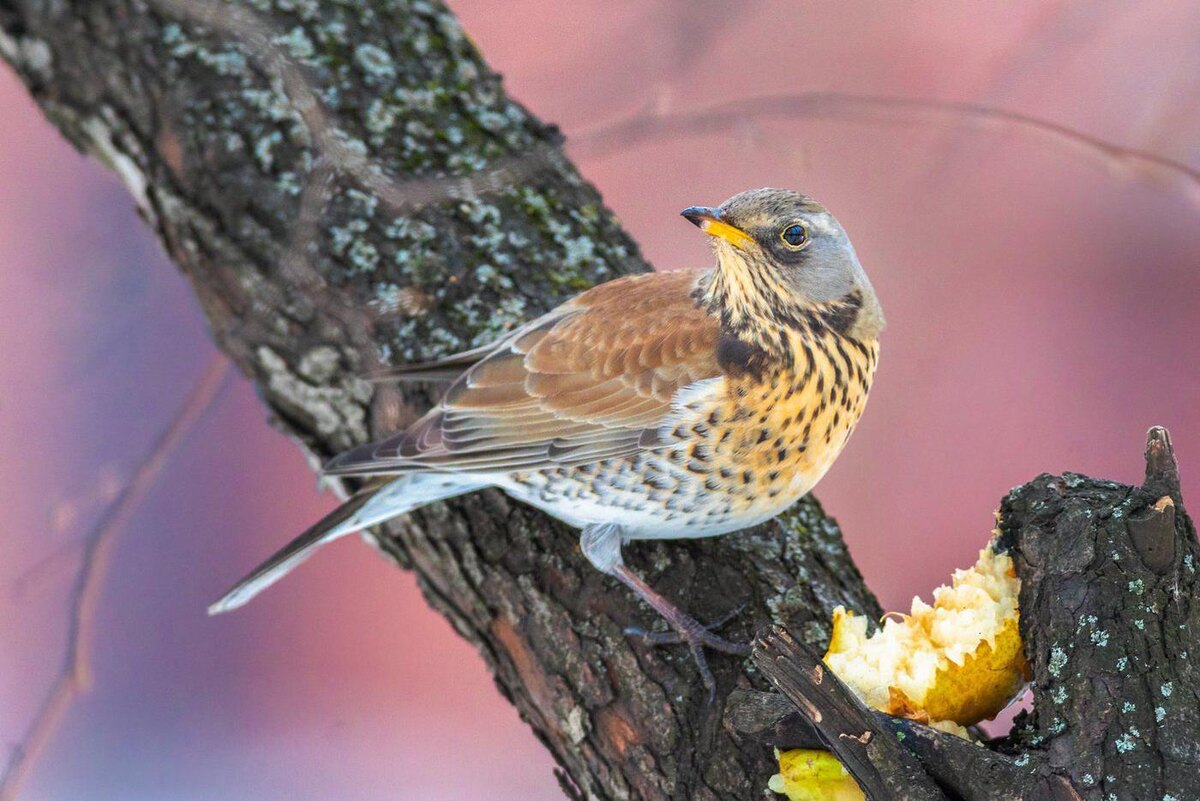 Дрозд-рябинник лакомится грушей. @Егор Власов.