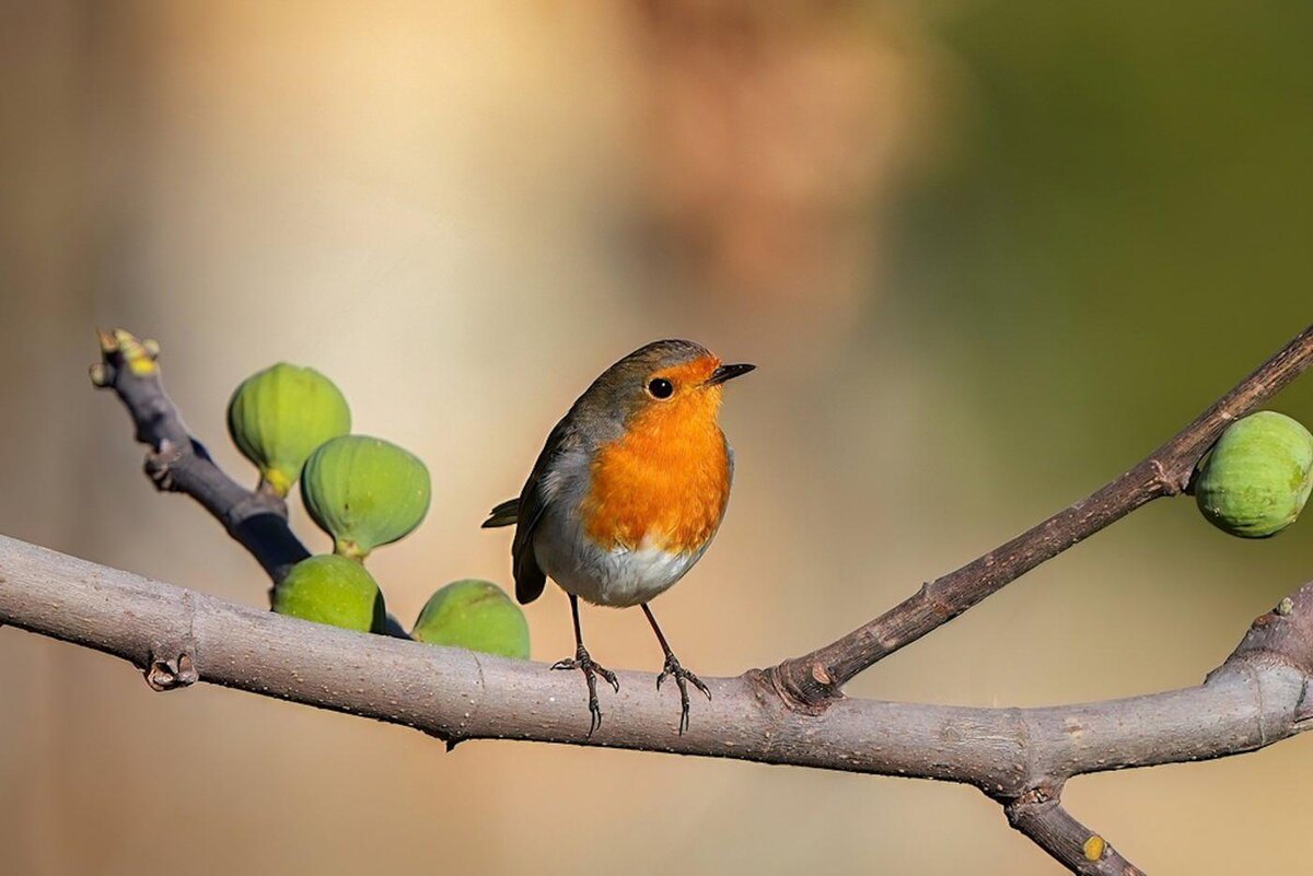 Зарянка Yakup YENER / Shutterstock. 