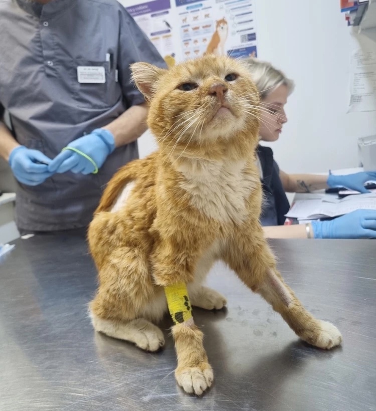 Хатико в клинике