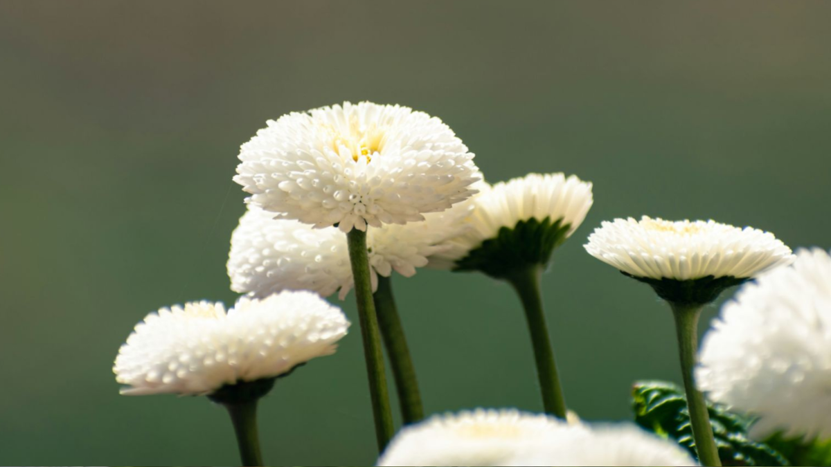 Маргаритка английская: полное руководство по выращиванию и уходу для начинающих