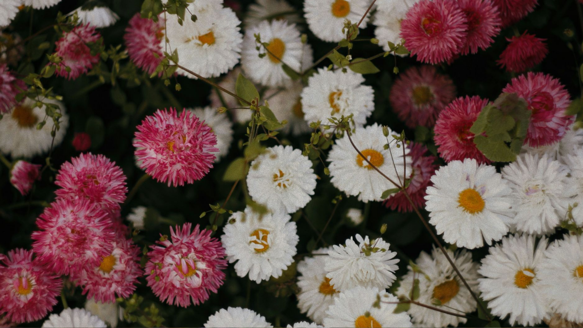 Выращивание маргаритки из семян