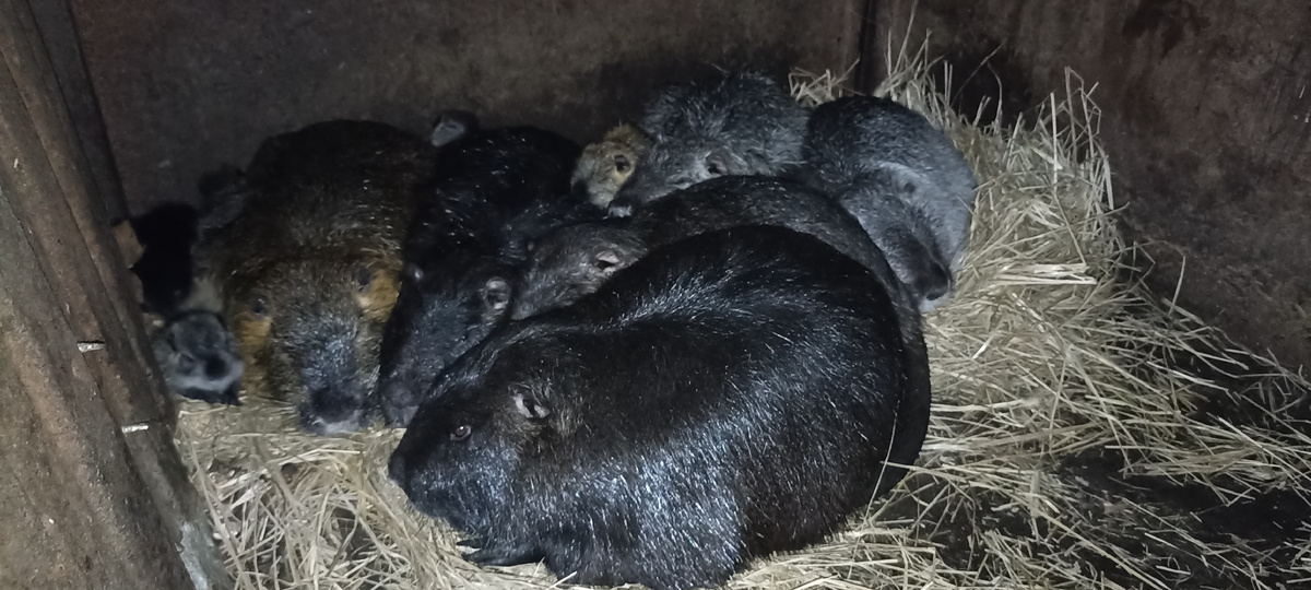 Семья НУТРИЙ со щенками