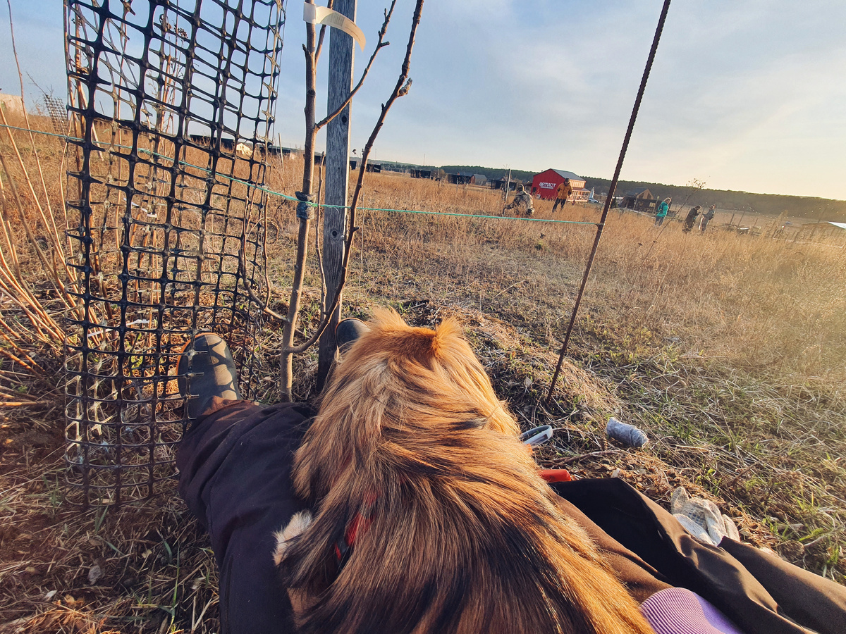 Снять сетку, разбинтовать, проверить состояние, укрепить растяжки, расчистить место прививки, вернуть сетку 
