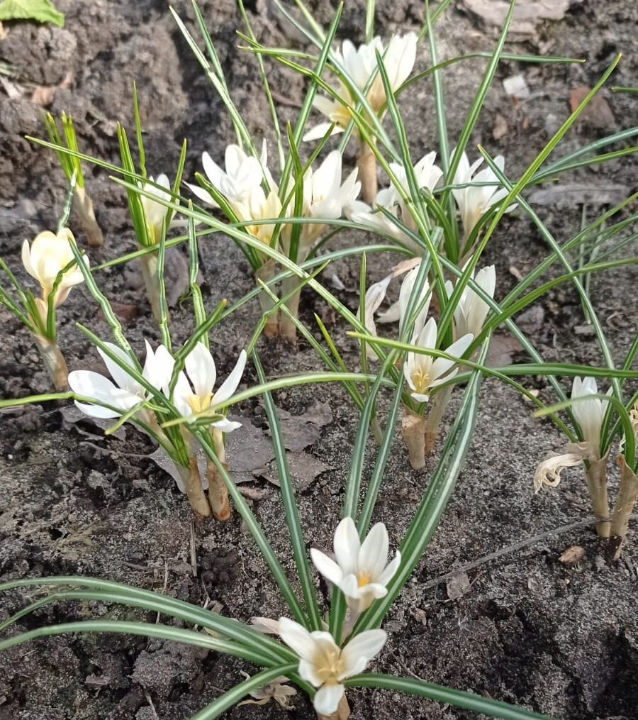Крокусы в первый год цветения