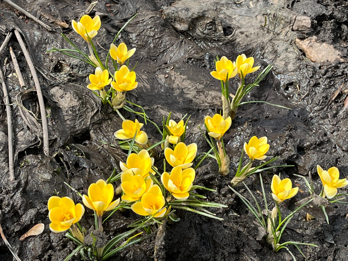 Крокусы Джипси 2024 год