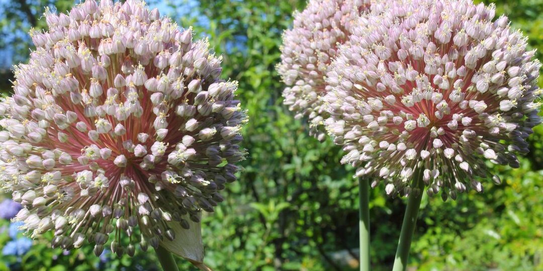 Очищает кровь и спасает желудок: тайна древнего растения