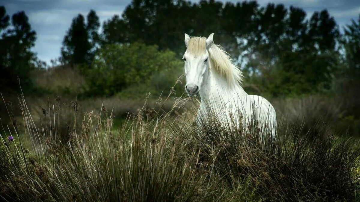белый конь
