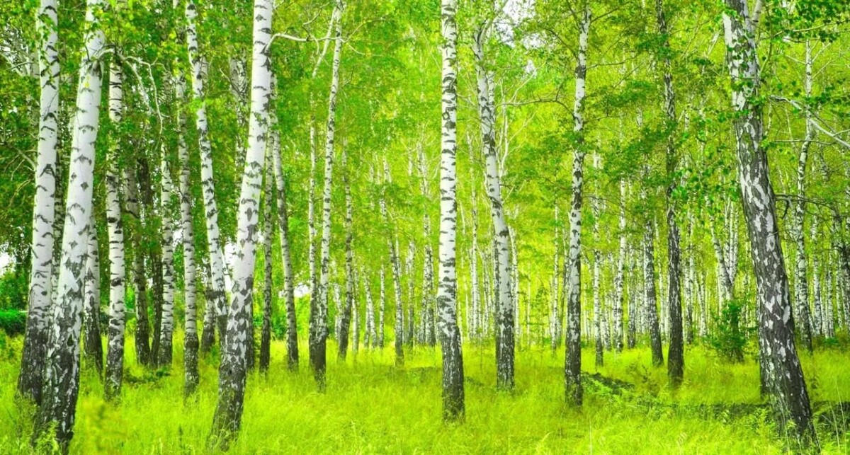 Березовая роща