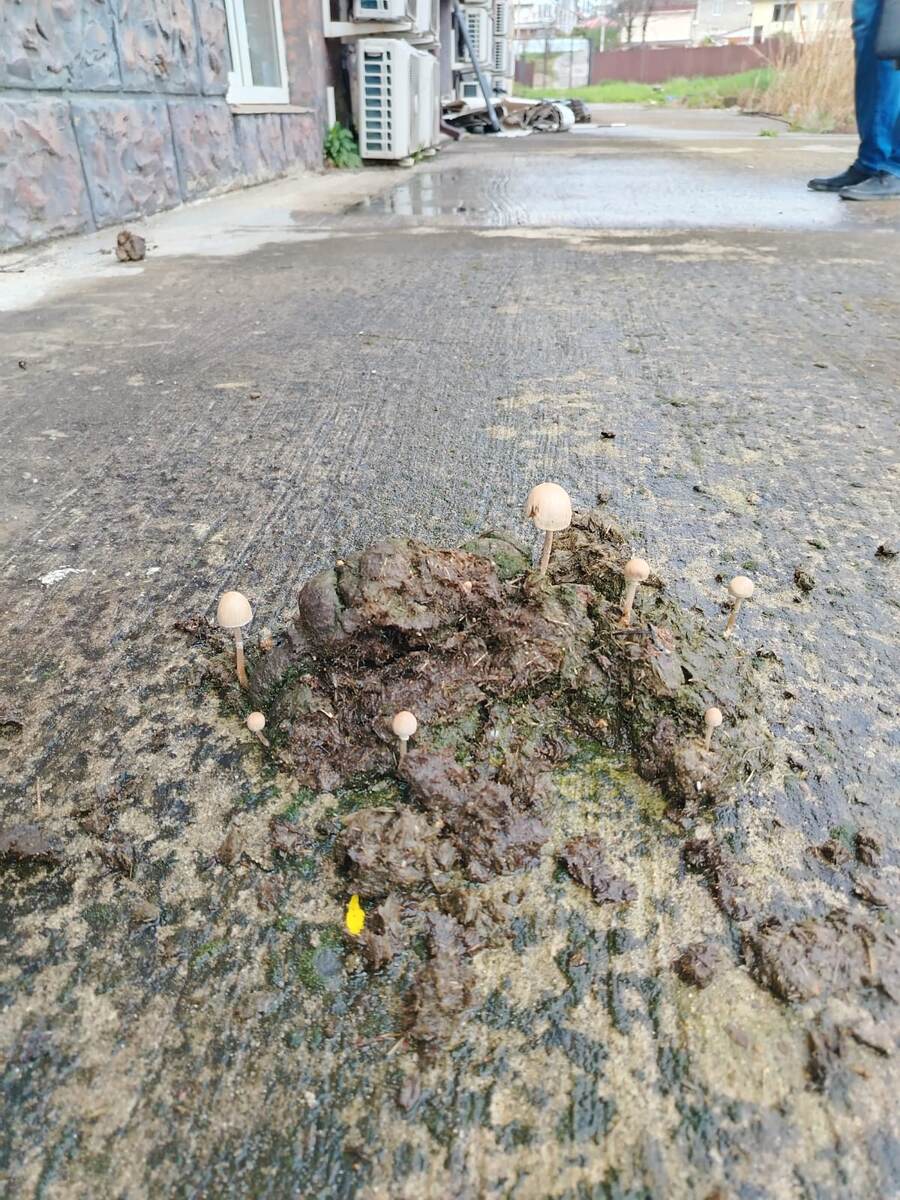 картинка автора 