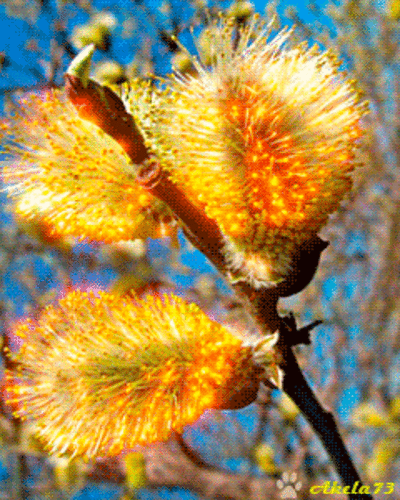 МирТесен Славянский праздник "ВЕРБОХЛЁСТ"