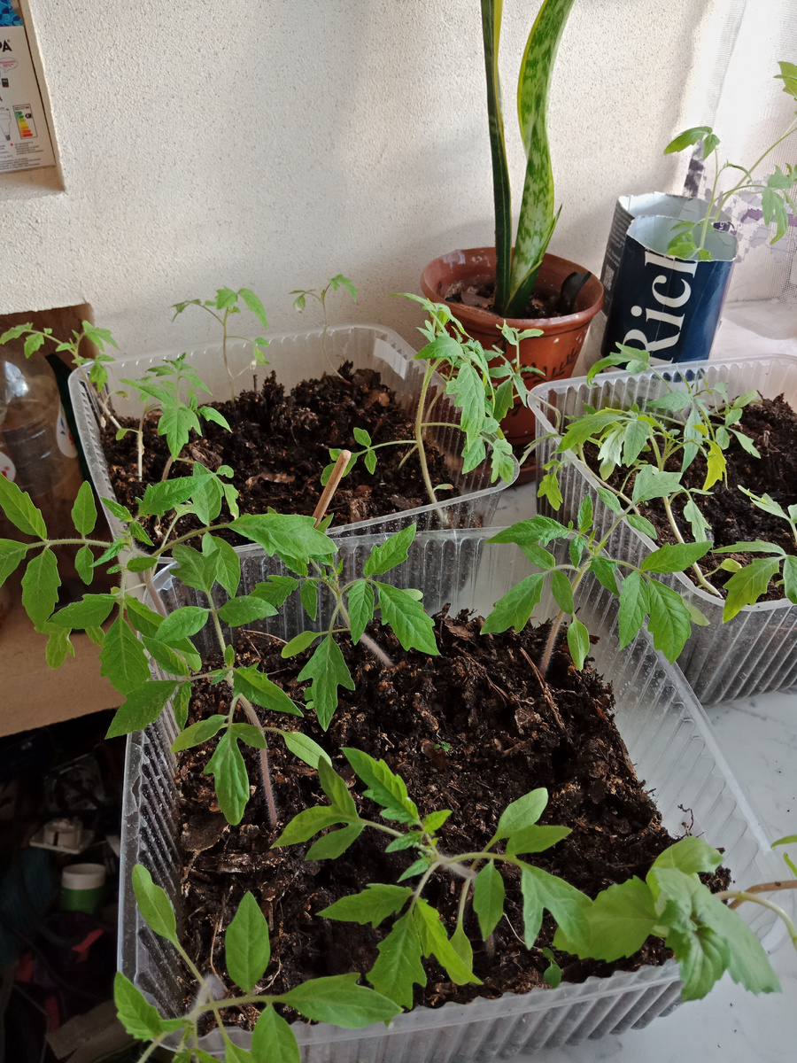 Рассада в общежитии 2025г.