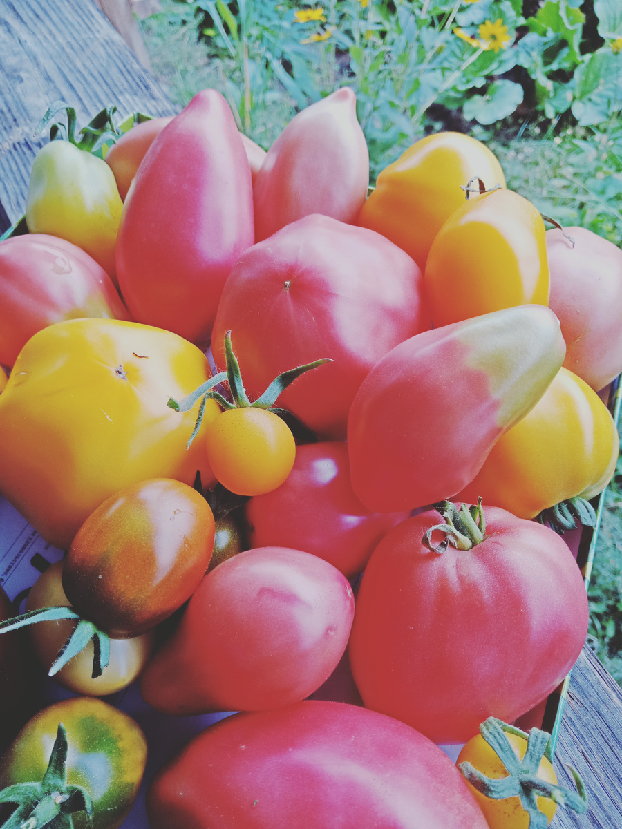 мое томатное ассорти 2022 года