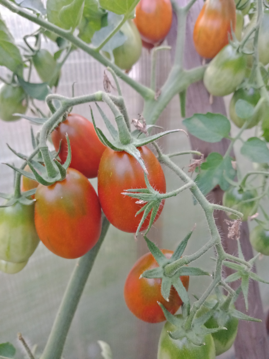 Сорт Де Барао