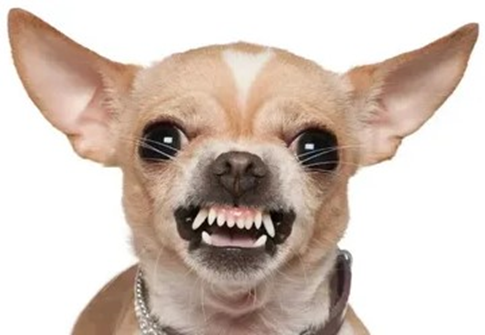 https://www.mirror.co.uk/news/uk-news/hooligan-chihuahuas-terrorising-town-ganging-26552319