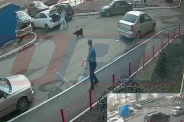    В Оренбурге бездомные собаки попытались напасть на ребенка