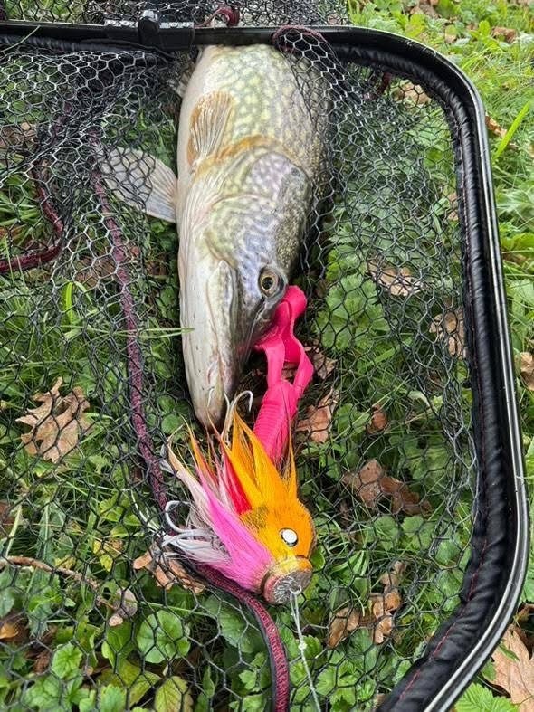 Бактейл «Мышь»