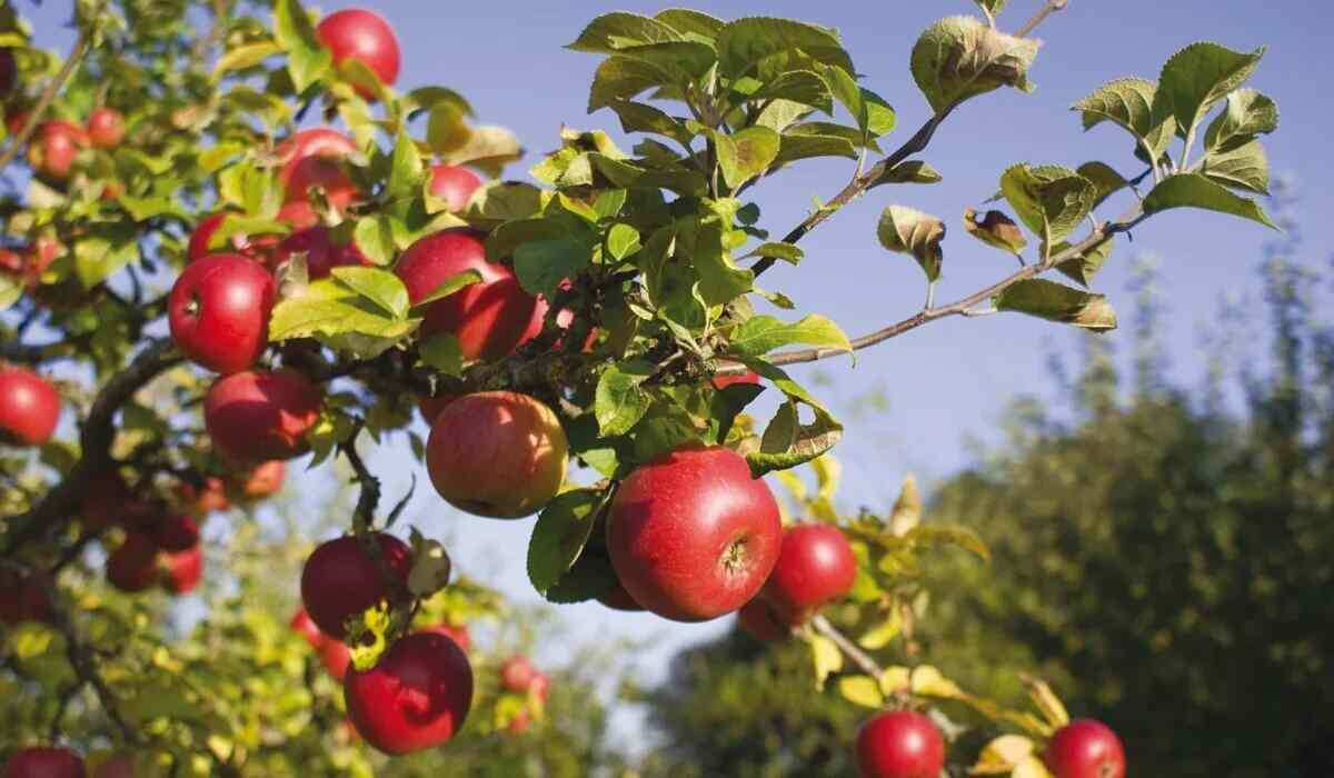 Перед обрезкой необходимо подготовить инструменты: секаторы, пилы, сучкорезы. 