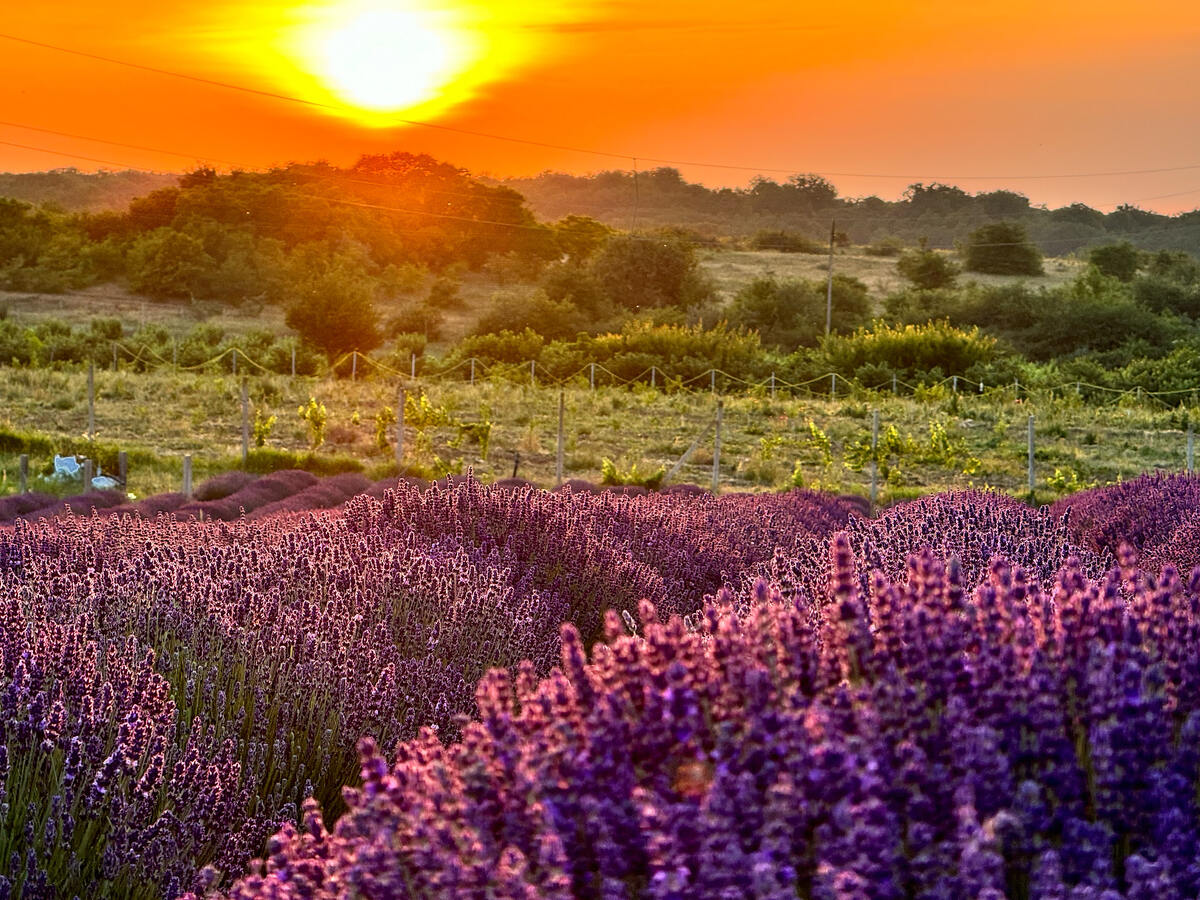 Органический Лавандовый питомник "Лавандовый Замок"