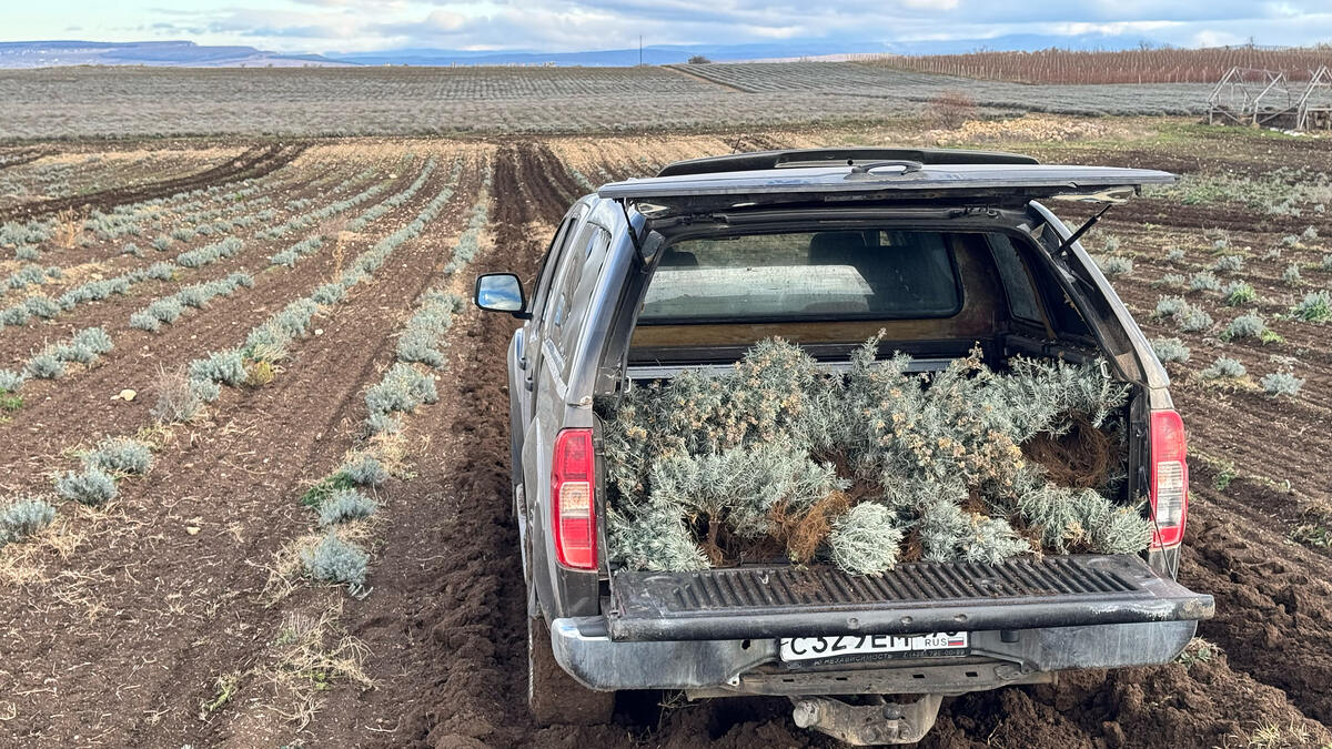 Посадка саженцев с открытой корневой системой (ОКС)