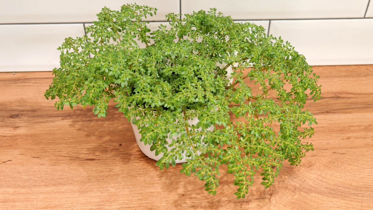 Пилея мелколистная