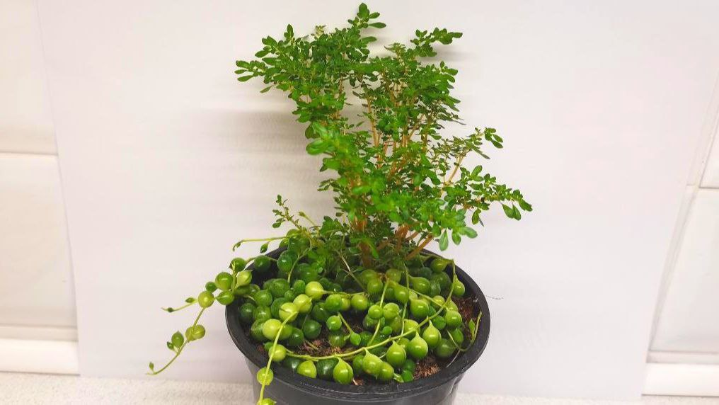 Крестовник Роули в компании пилеи