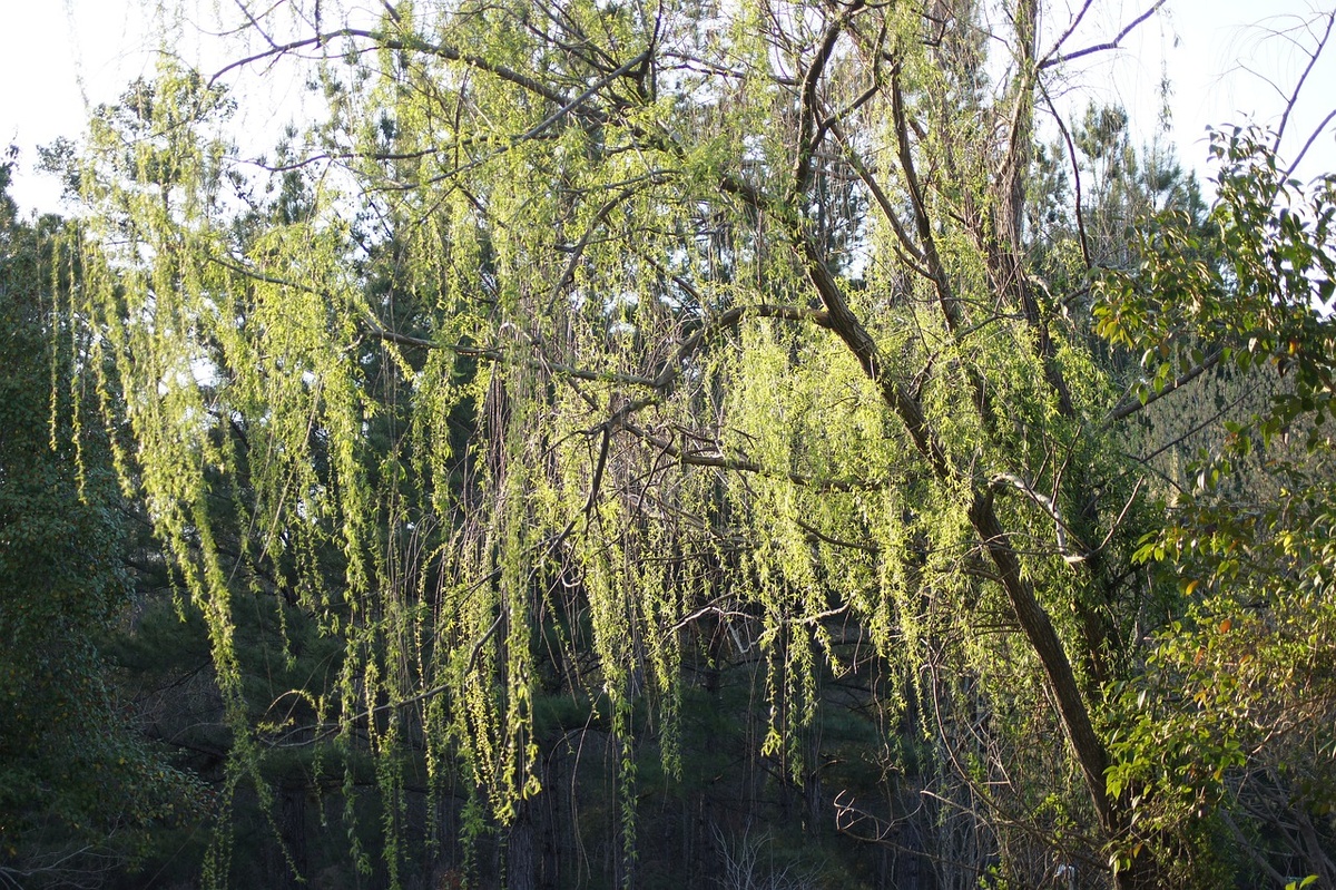 Фото:Яндекс Картинки