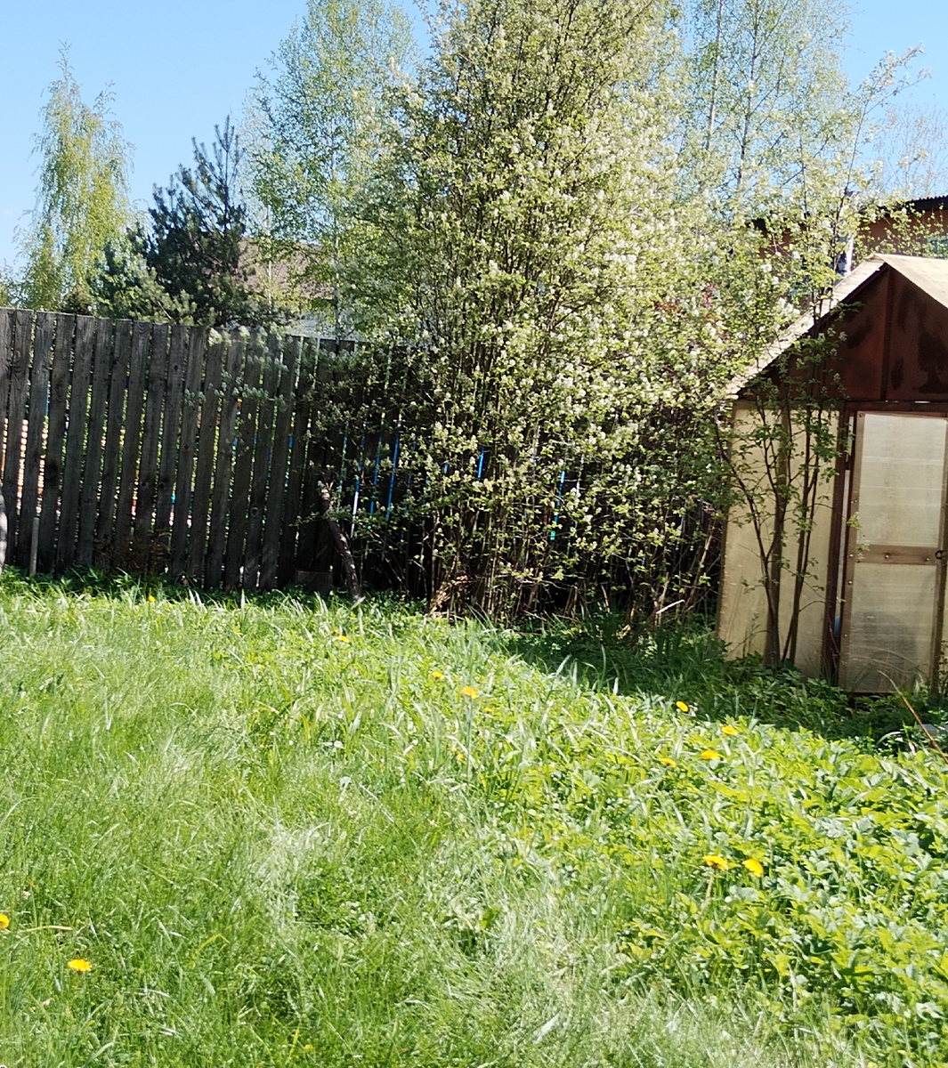 Весна, сад-огород - ирга вовсю цветет, трава везде растет, бушуют одуванчики, теплица снова ждет....  Из личных фото автора Лидии Шатиловой