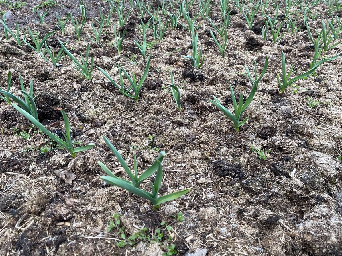 Чеснок промульчирован с осени навозной крошкой, 8.04.25. Фото автора 