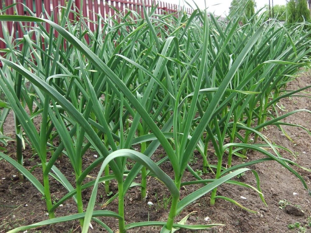 Чеснок. От навозной крошки к середине лета ничего не остается. Фото из архива автора