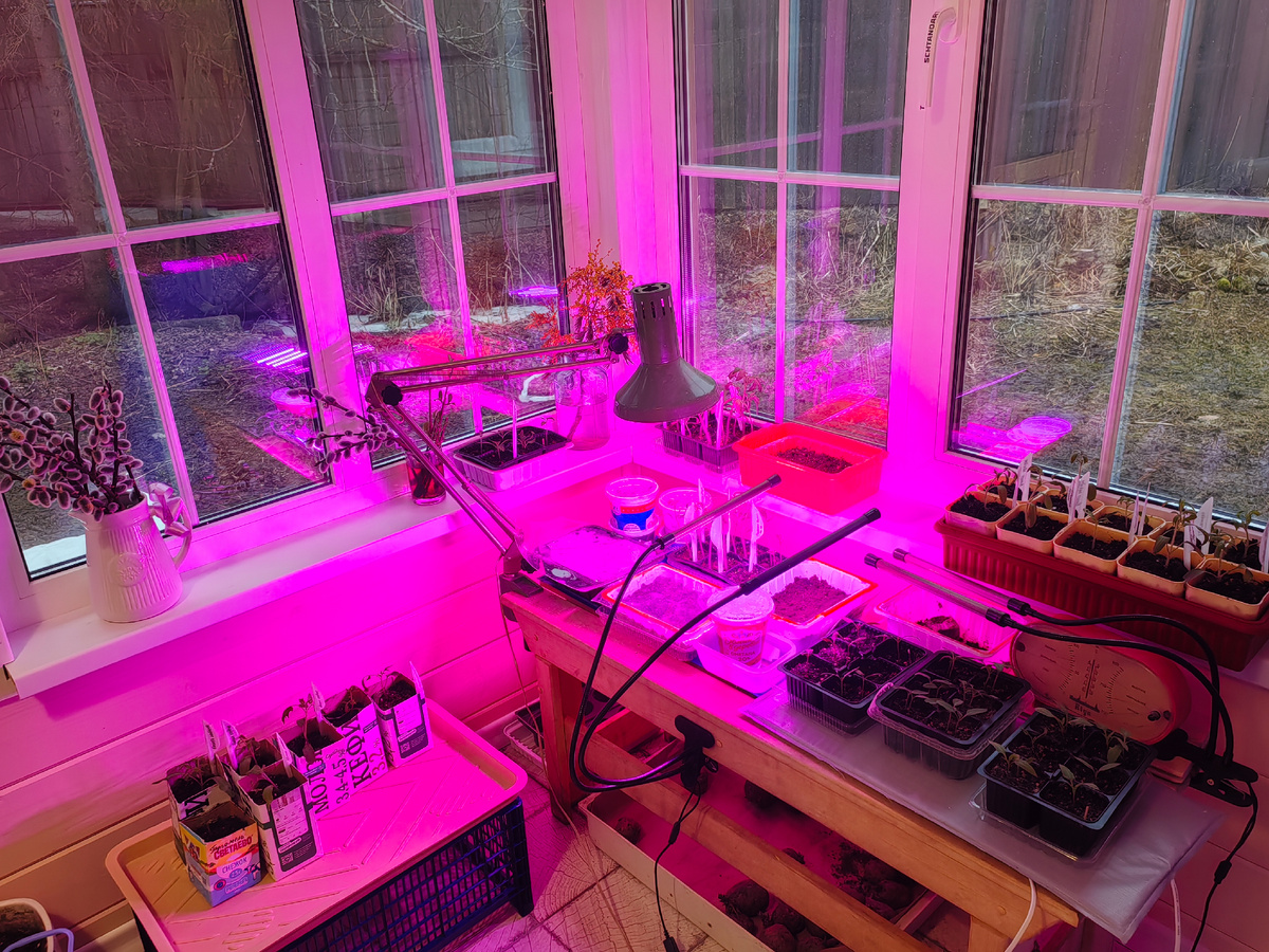 Фото сделано до апрельской зимы. 