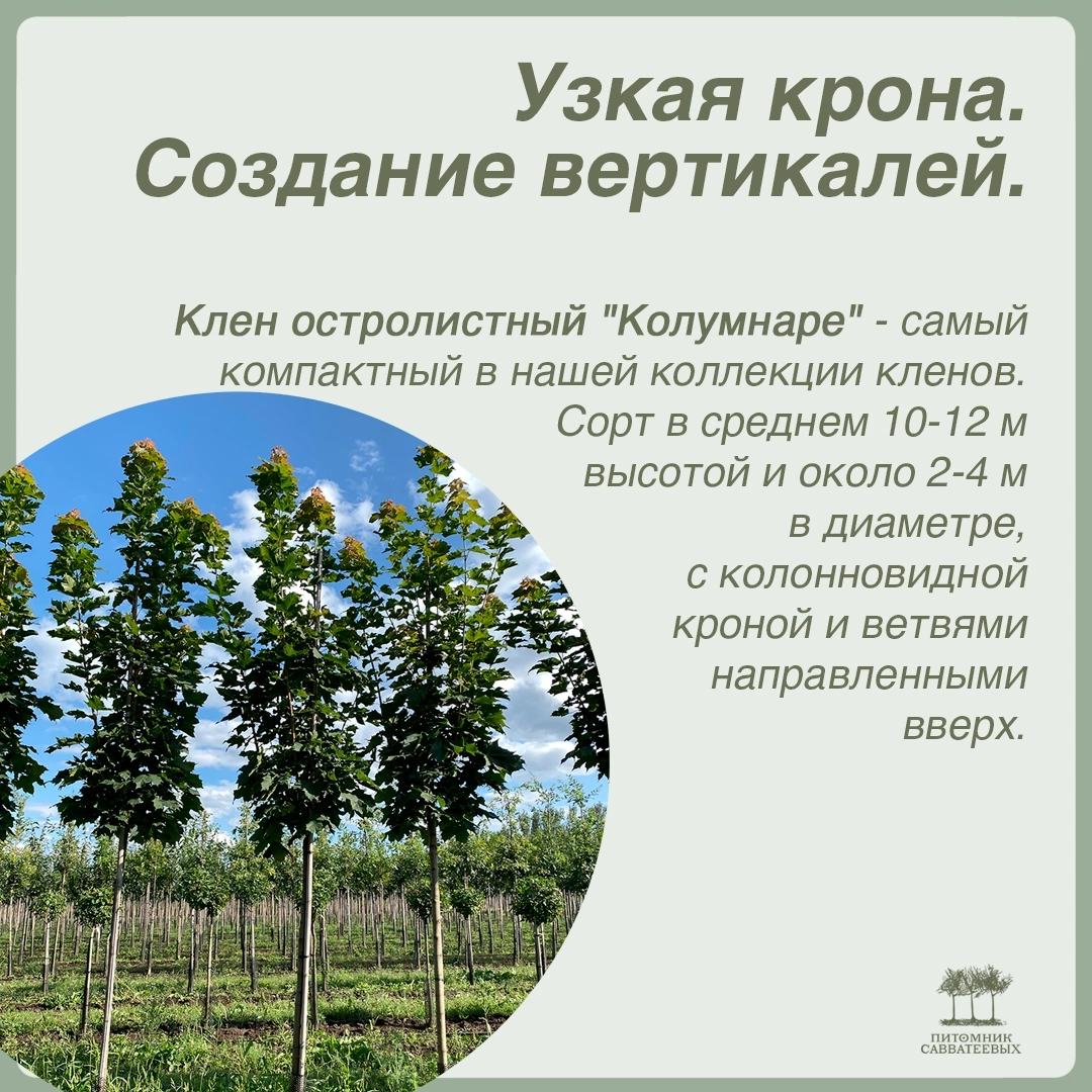 Клен остролистный "Колумнаре"