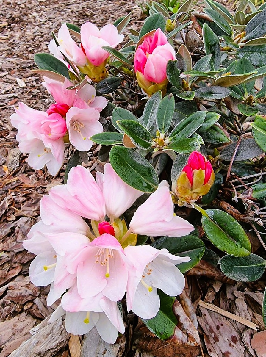 Rhododendron pachysanthum 'Super Silver Dane' расцвел первым. Это очень интересный рододендрон с серебристым опушением на листьях. Летом на солнце, зимой здесь полутень. Листья и бутоны после зимы в отличном состоянии.
